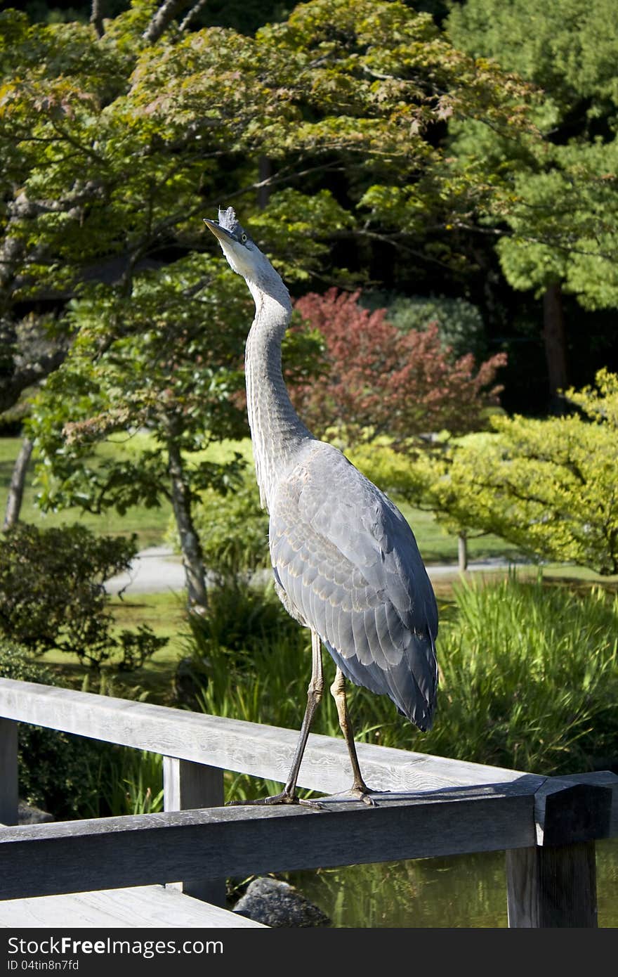 Curious Crane