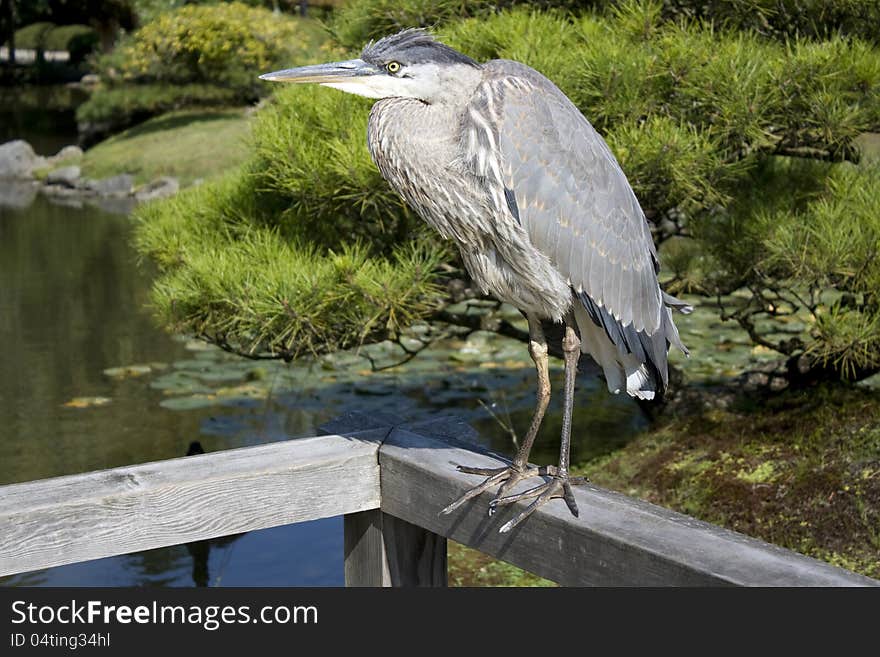 Funny looking Crane