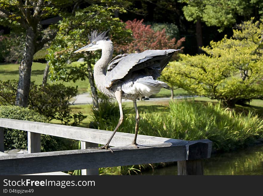 Crane Showing Off In Garden