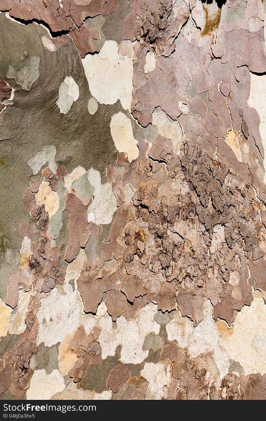 Closeup image of mottled sycamore tree bark. Closeup image of mottled sycamore tree bark