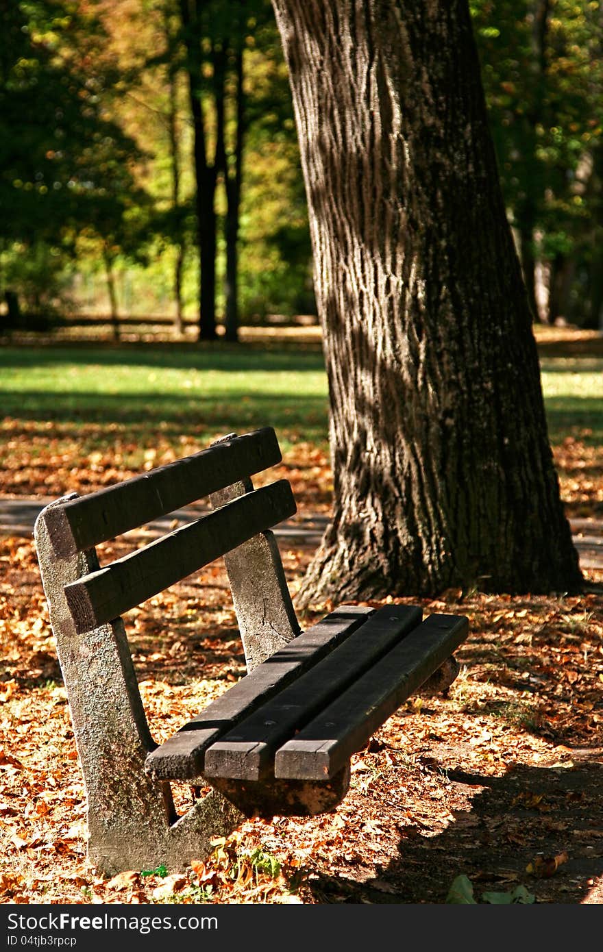 Bench in park under the tree in city Banska Bystrica, Slovakia