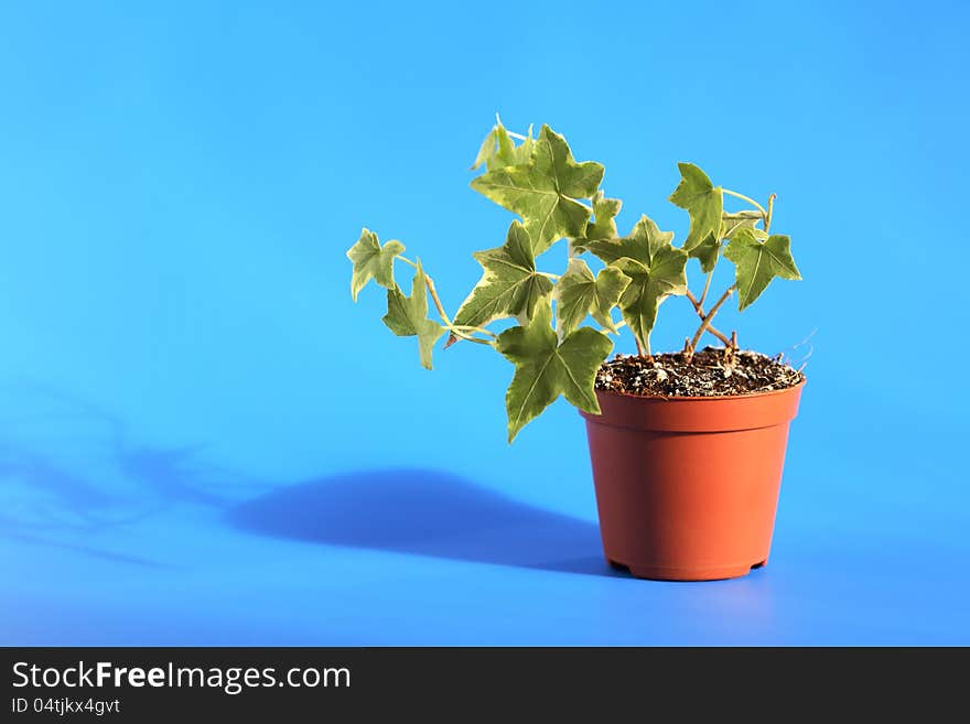 Nice green ivy in brown pot on blue background with long shadow. Nice green ivy in brown pot on blue background with long shadow