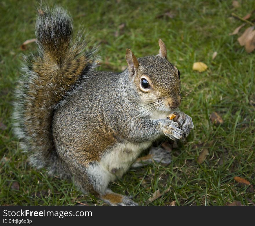 Squirrel