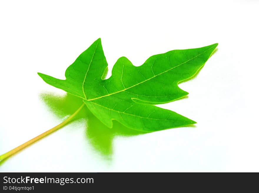 Green leaves on a white background