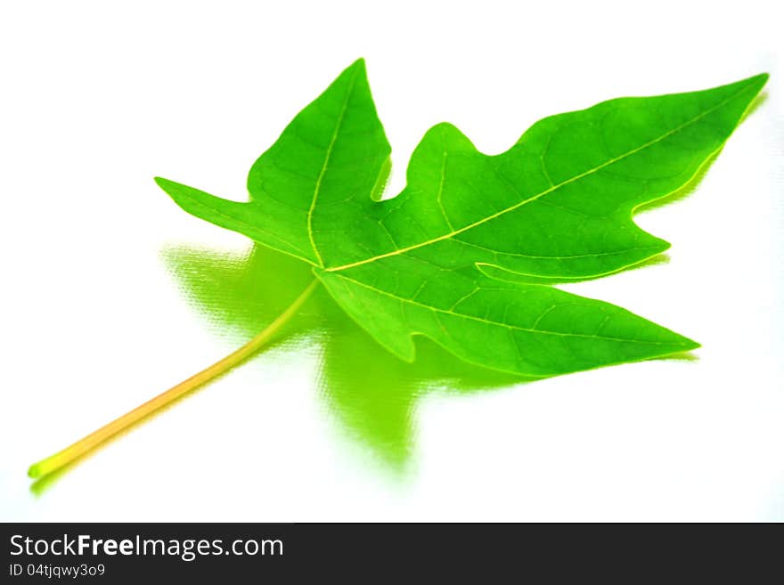 Green leaves on a white background