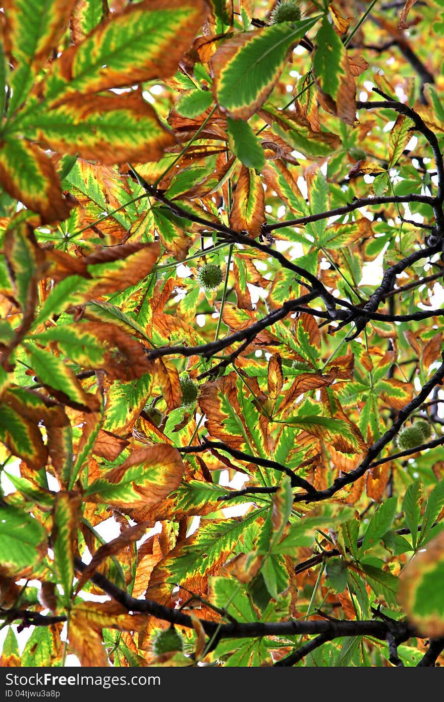 Autumn leaves in park - detail