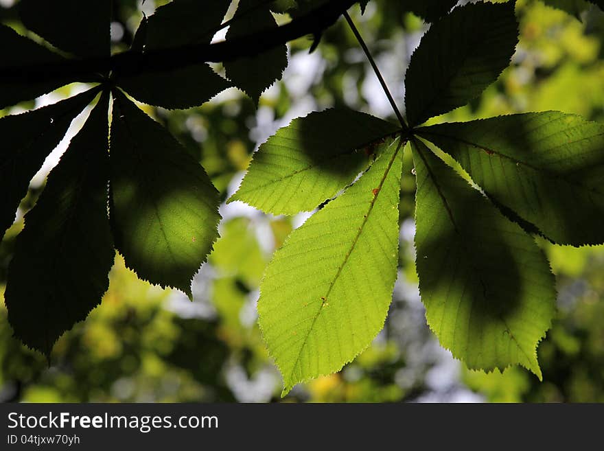 Leaves on chestnut