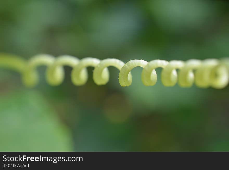 Green spiral of cucumber with green background. Green spiral of cucumber with green background