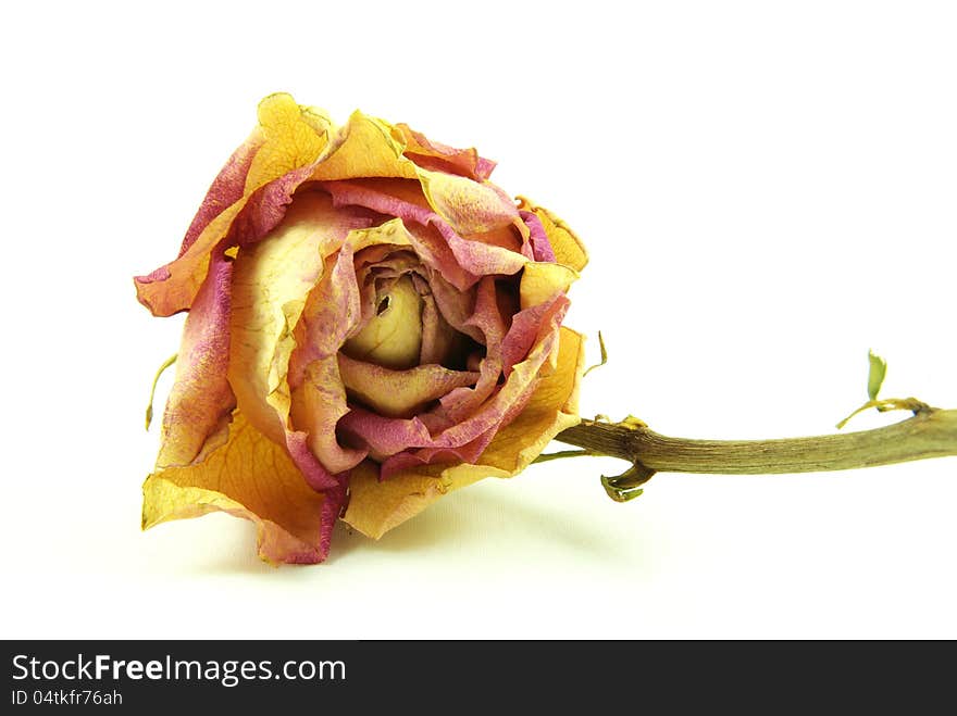 Withered orange yellow rose with white background. Withered orange yellow rose with white background