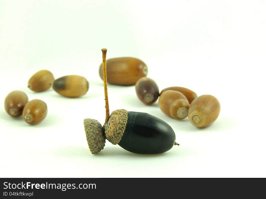 Dried acorns with white background