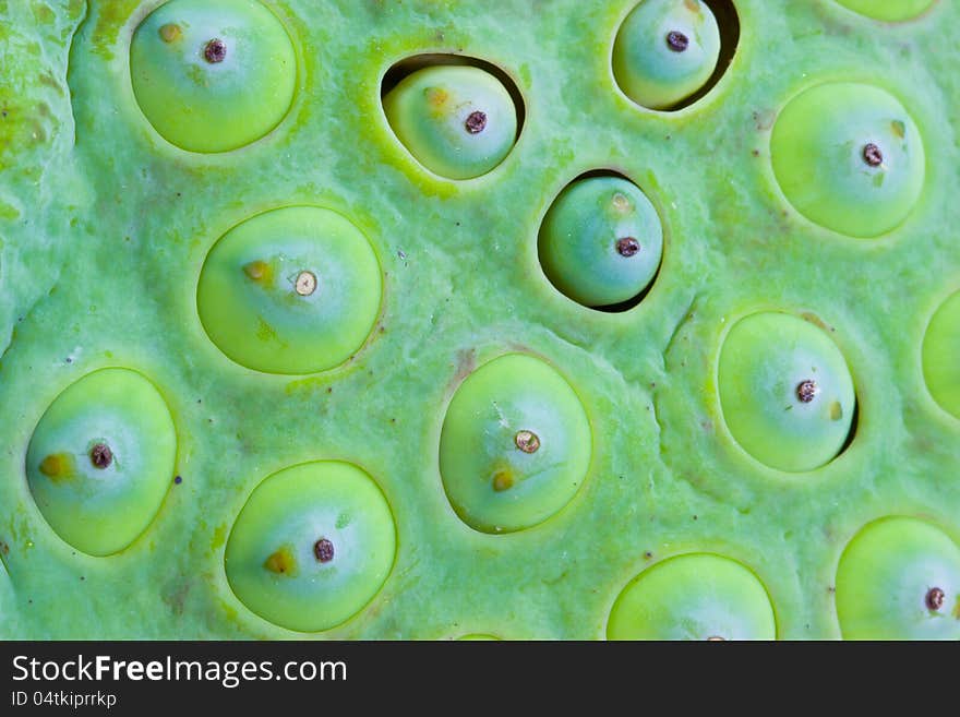 Lotus Seed Surface, Close-up.