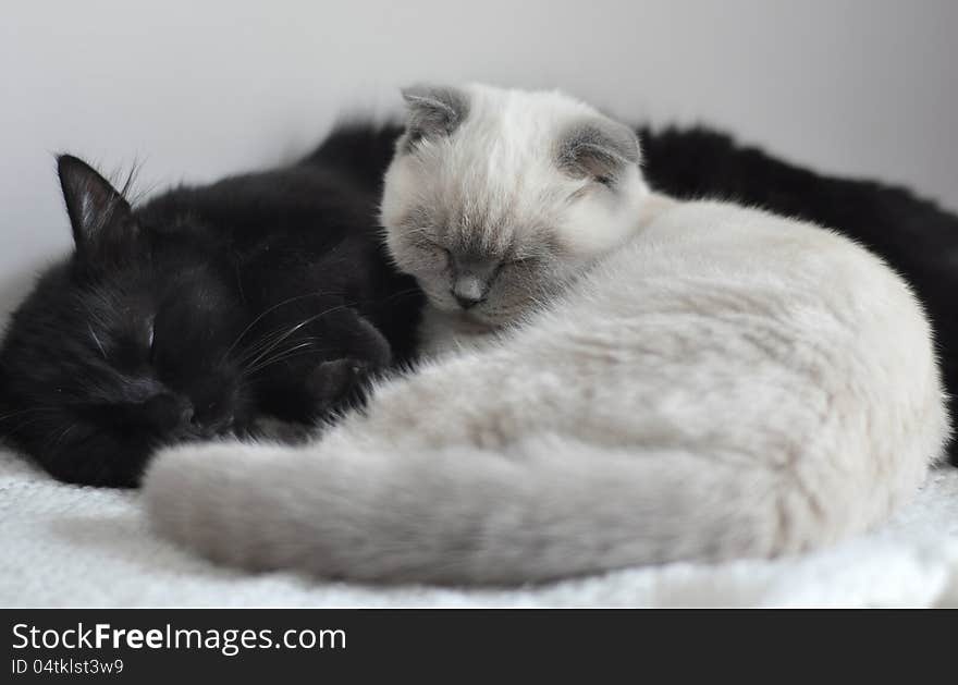 A black long hair cat and a white Scottish fold kitten with folded ears and gray pointed nose, ears and tail, sleeping together peacefully on a white blanket. A black long hair cat and a white Scottish fold kitten with folded ears and gray pointed nose, ears and tail, sleeping together peacefully on a white blanket.