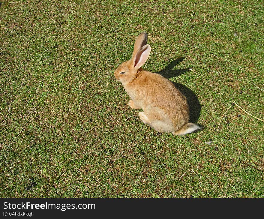 Rabbit on a meadow of green grass