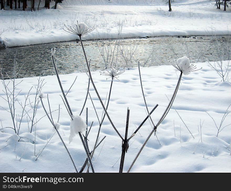 Flowers Covered With Snow