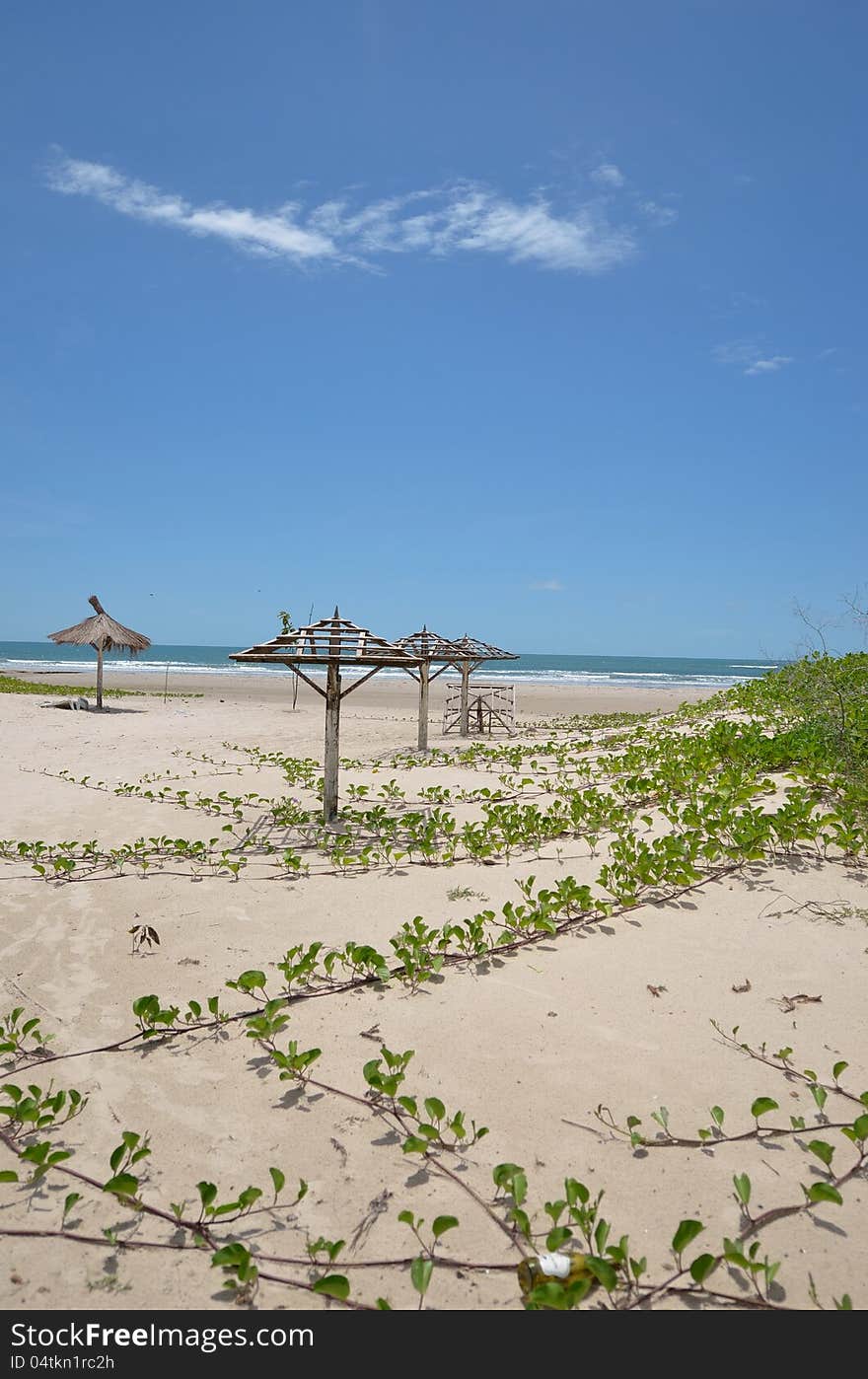 Beach with plants on the sand