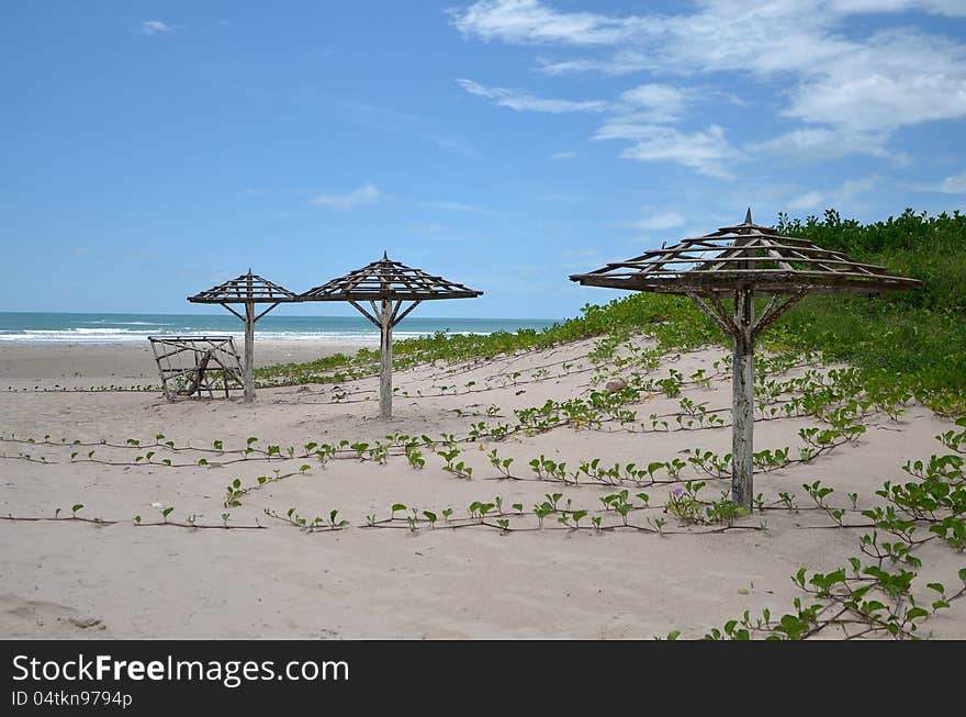 Beach with plants on the sand