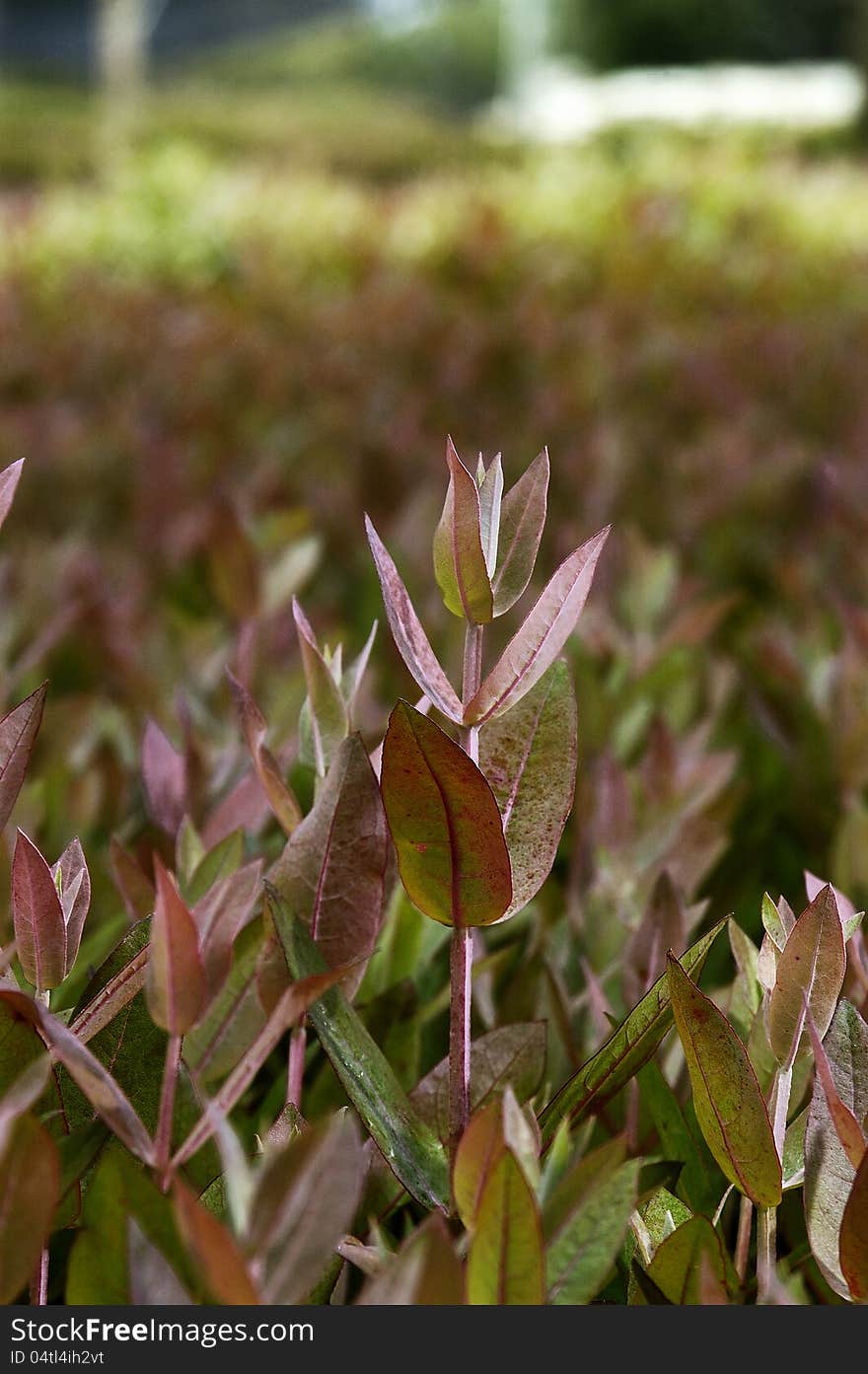 Eucalyptus sheets