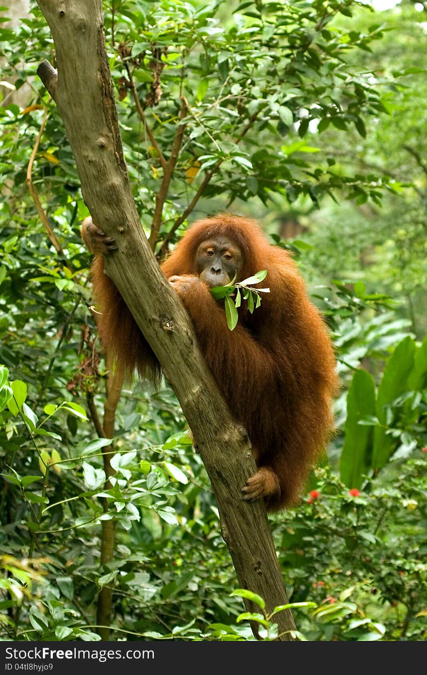 Hairy Orangutan Eating