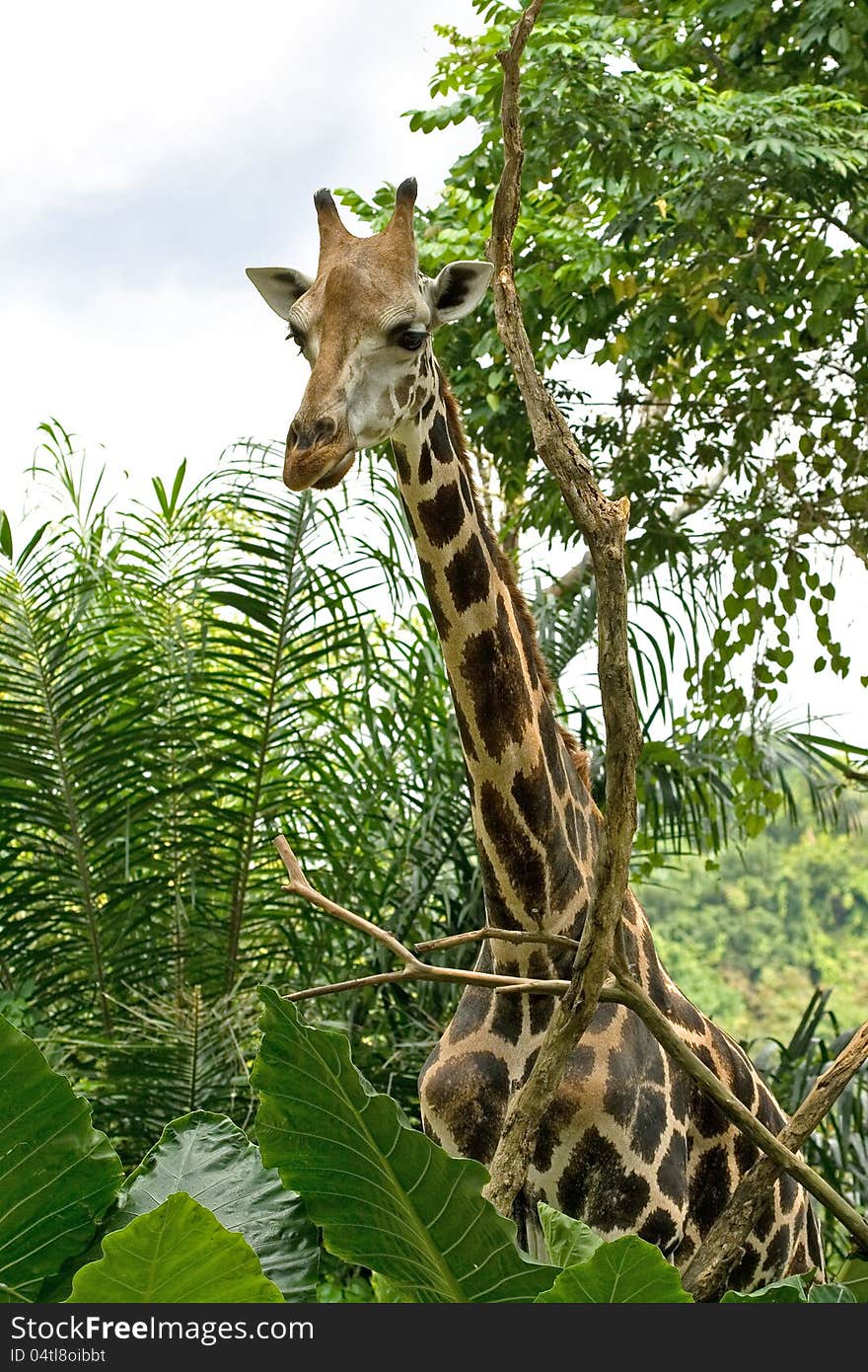 Tall giraffe with a long neck standing. Tall giraffe with a long neck standing