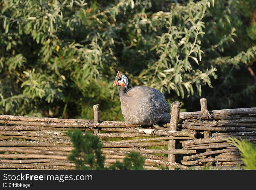 Helmeted Guinea fow on the fence