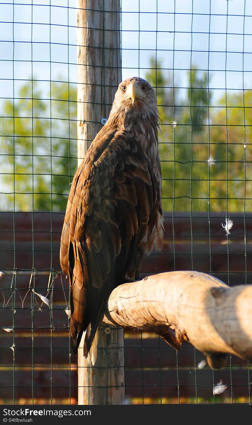 Eagle sits on wooden log