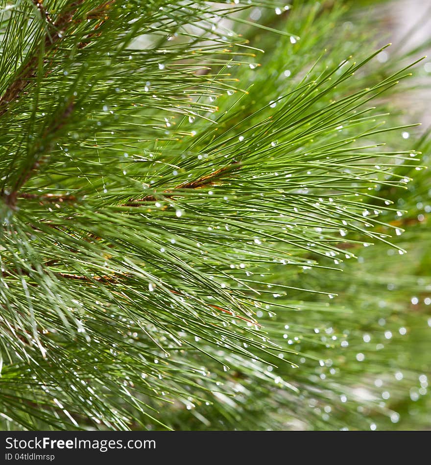 Water Drops On Pine Needles