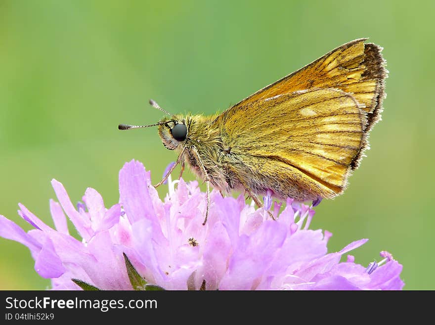 The large skipper (Ochlodes sylvanus) with chippy wing.