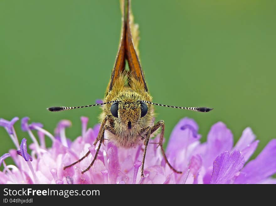 The large skipper (Ochlodes sylvanus). Front.