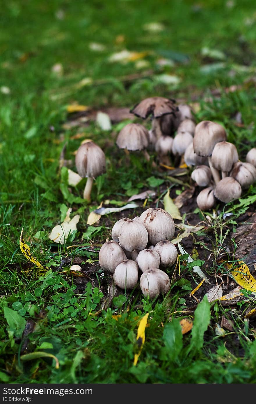 Common ink cap