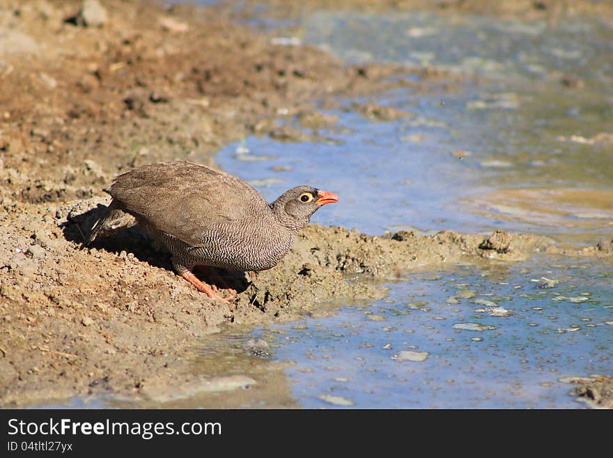 Color of the bush - Francolin, Red-billed