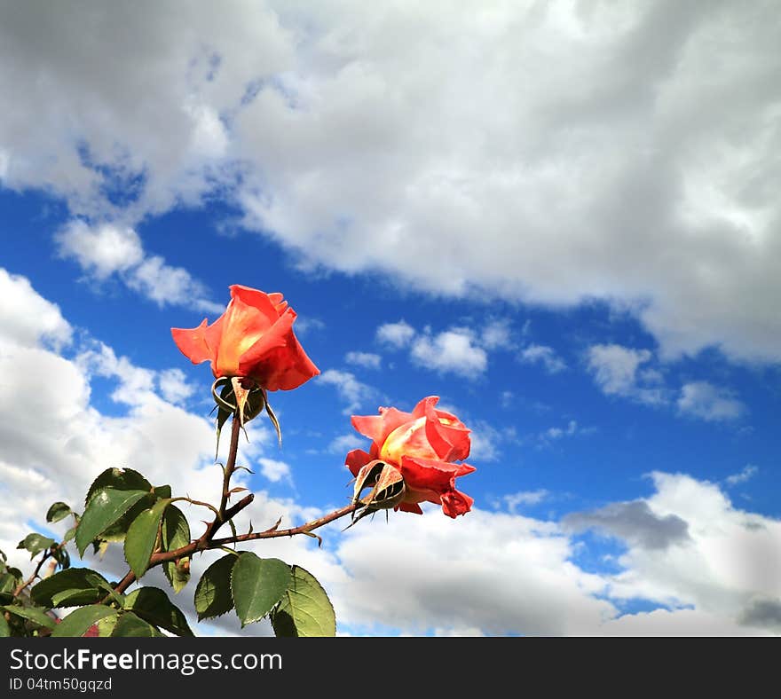 Two scarlet roses on a background of the sky