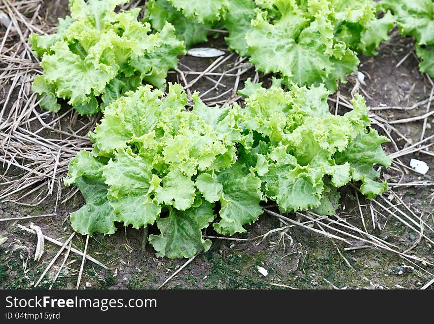 Green fresh lettuce growing at a farm .