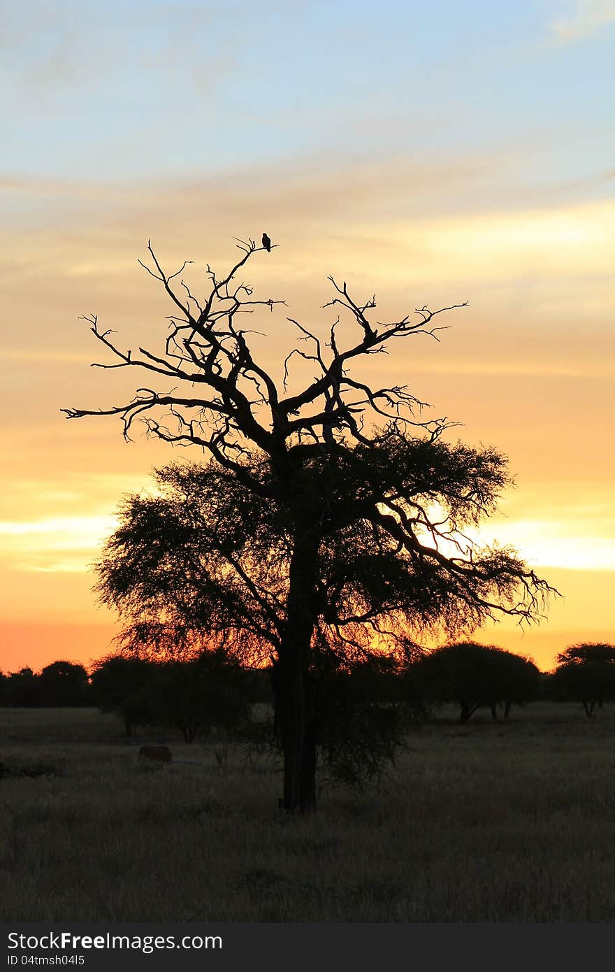 African sunset with unknown raptor in a Camelthorn tree.  Photo taken in Namibia. African sunset with unknown raptor in a Camelthorn tree.  Photo taken in Namibia.