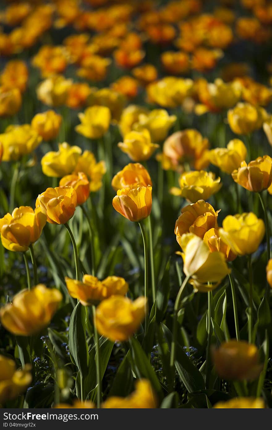 Spring background with beautiful yellow tulips.