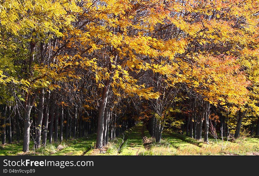 Rows of Trees In Fall Colors 02