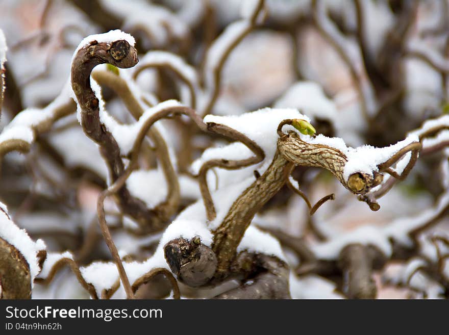 Branch with sprout under the snow in spring. Branch with sprout under the snow in spring