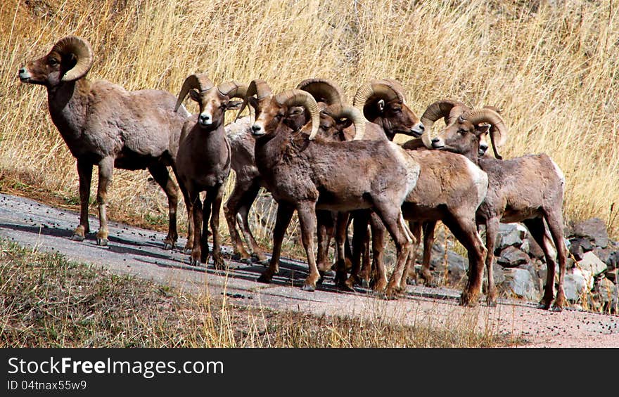 Big horn sheep looking confused and fearful on the side of a mountain. Big horn sheep looking confused and fearful on the side of a mountain.