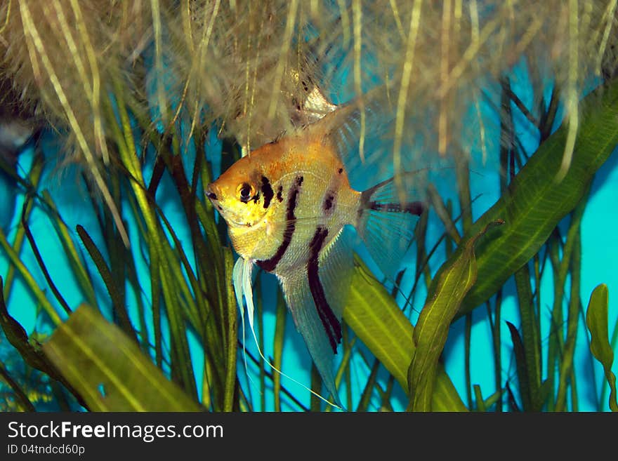 Striped angelfish in aquarium among seaweed