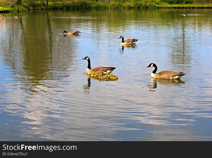 Geese family strolling along the lake