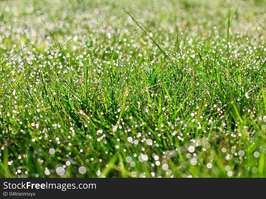 Grass With Water Drops