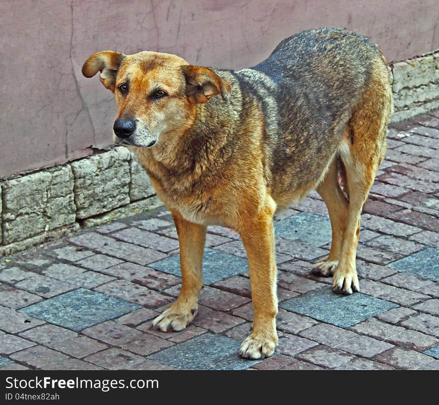 Sad dog stands alone on the street