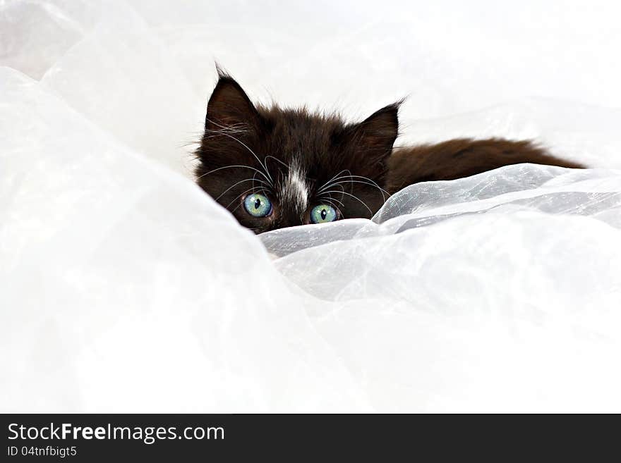 Kitten peeping over white fabric