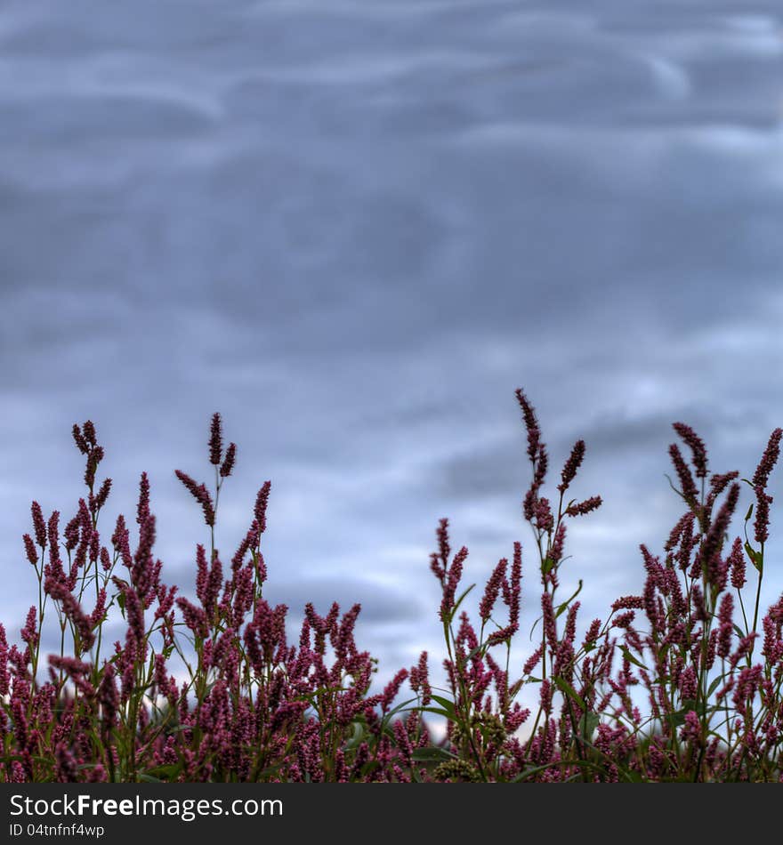 Magenta flowers bush against the dark blue cloudy sky blur floral background. Magenta flowers bush against the dark blue cloudy sky blur floral background