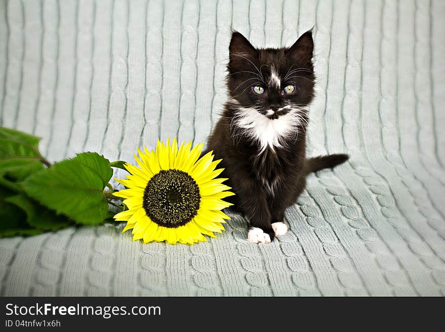 A kitten with sunflower on grey plaid