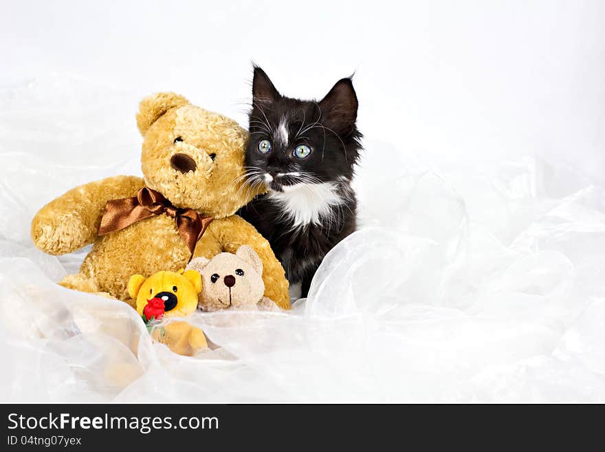 Black-white kitten with teddy bears