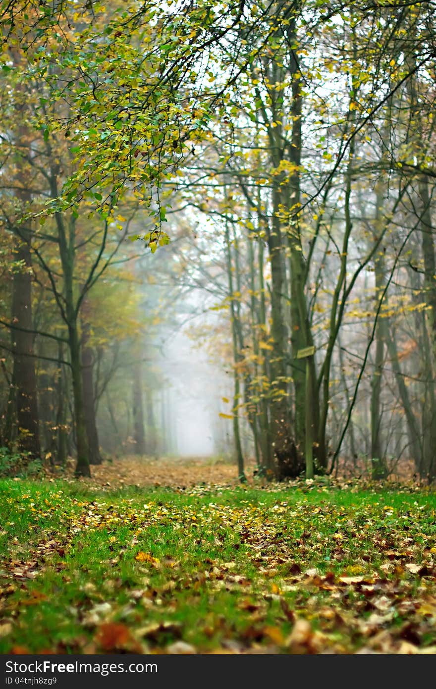 Foggy forest in autumn with ground covered in fallen autumnal leaves. Foggy forest in autumn with ground covered in fallen autumnal leaves