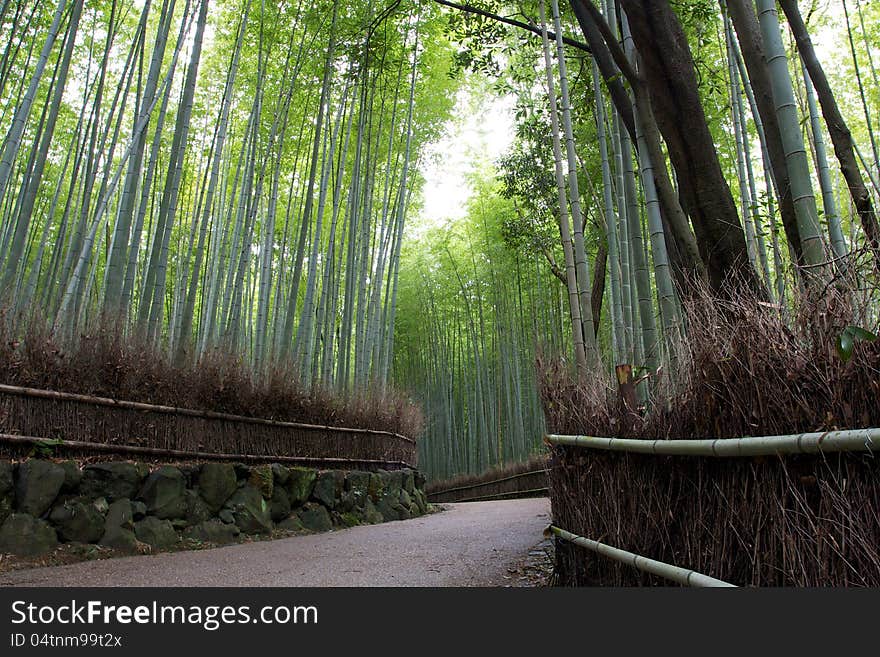 The sea of bamboos near Kyoto. The sea of bamboos near Kyoto