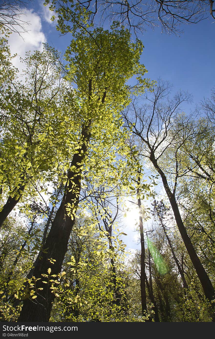 Trees from down angle with sun and blue sky