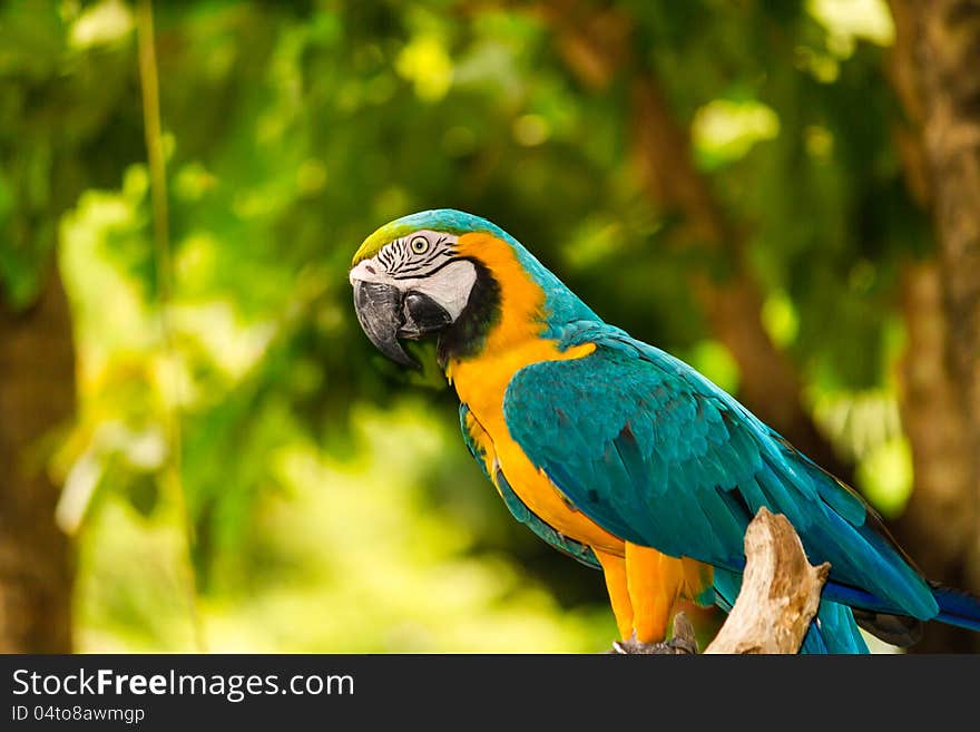 Blue and Yellow macaw