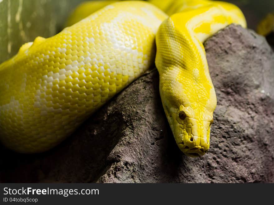 Golden python on the rock